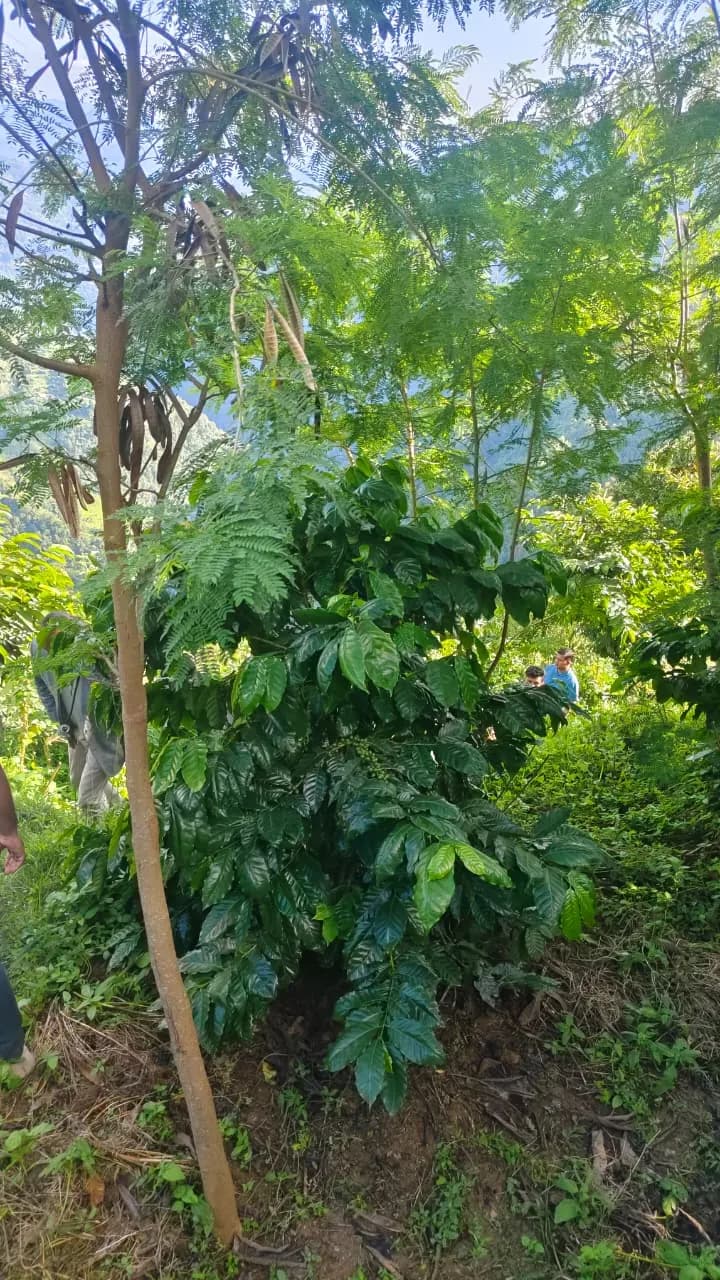Coffee bushes growing under tall shade trees on a Lumpek terrace