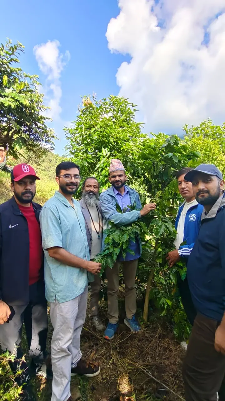 Five men standing among coffee bushes on a sunny hillside at Lumpek